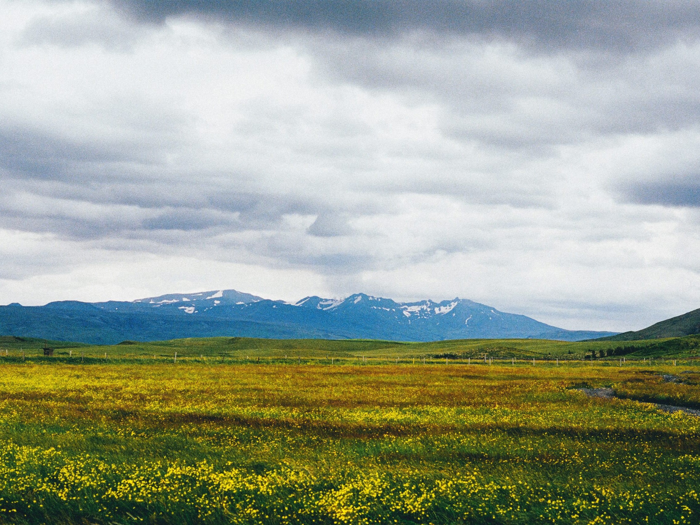 Vidstrakt landskap med gule blomsterenger i forgrunnen, grønne sletter, fjell med snøflekker i bakgrunnen og en himmel dekket av skyer.