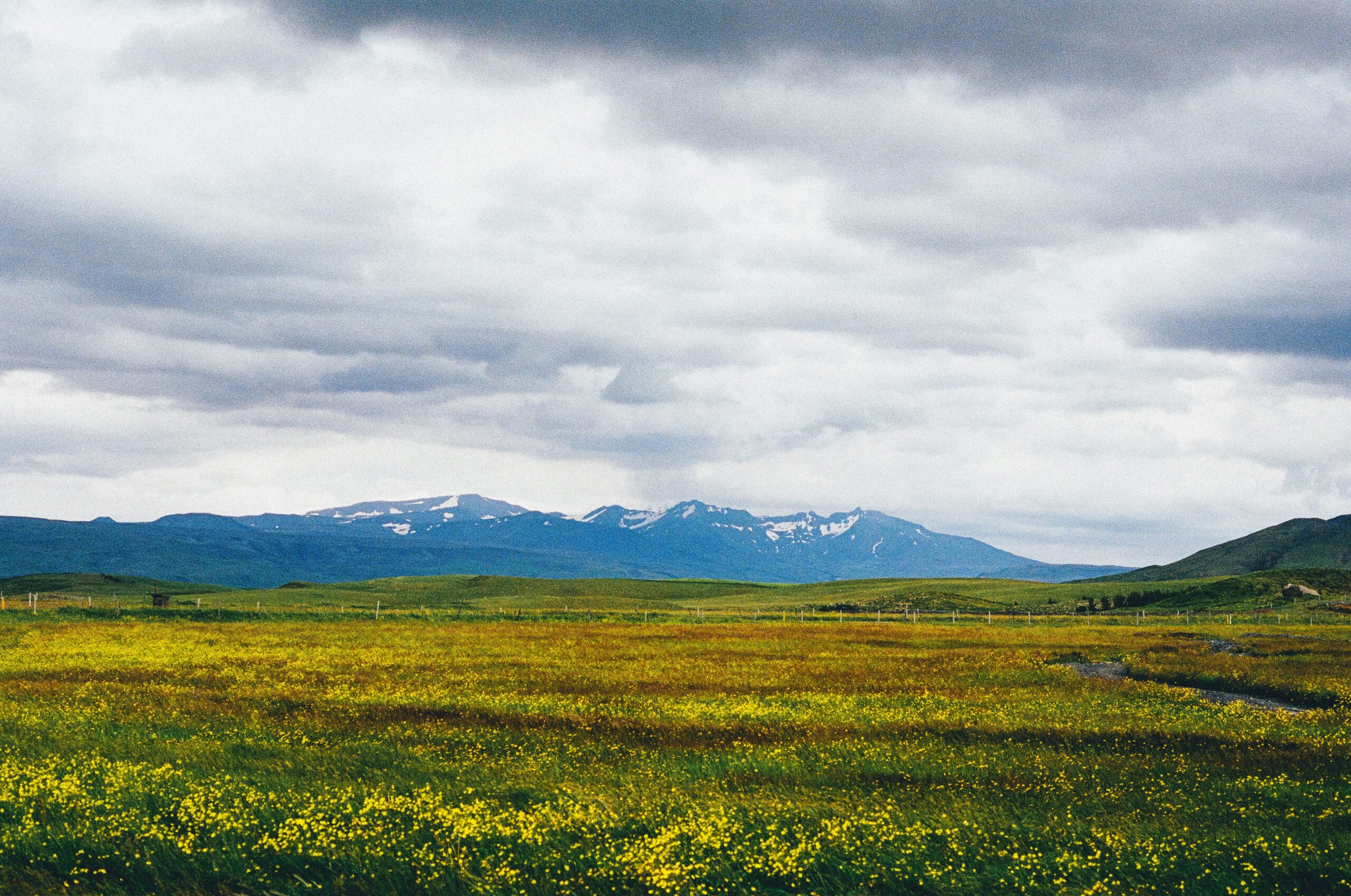 Vidstrakt landskap med gule blomsterenger i forgrunnen, grønne sletter, fjell med snøflekker i bakgrunnen og en himmel dekket av skyer.