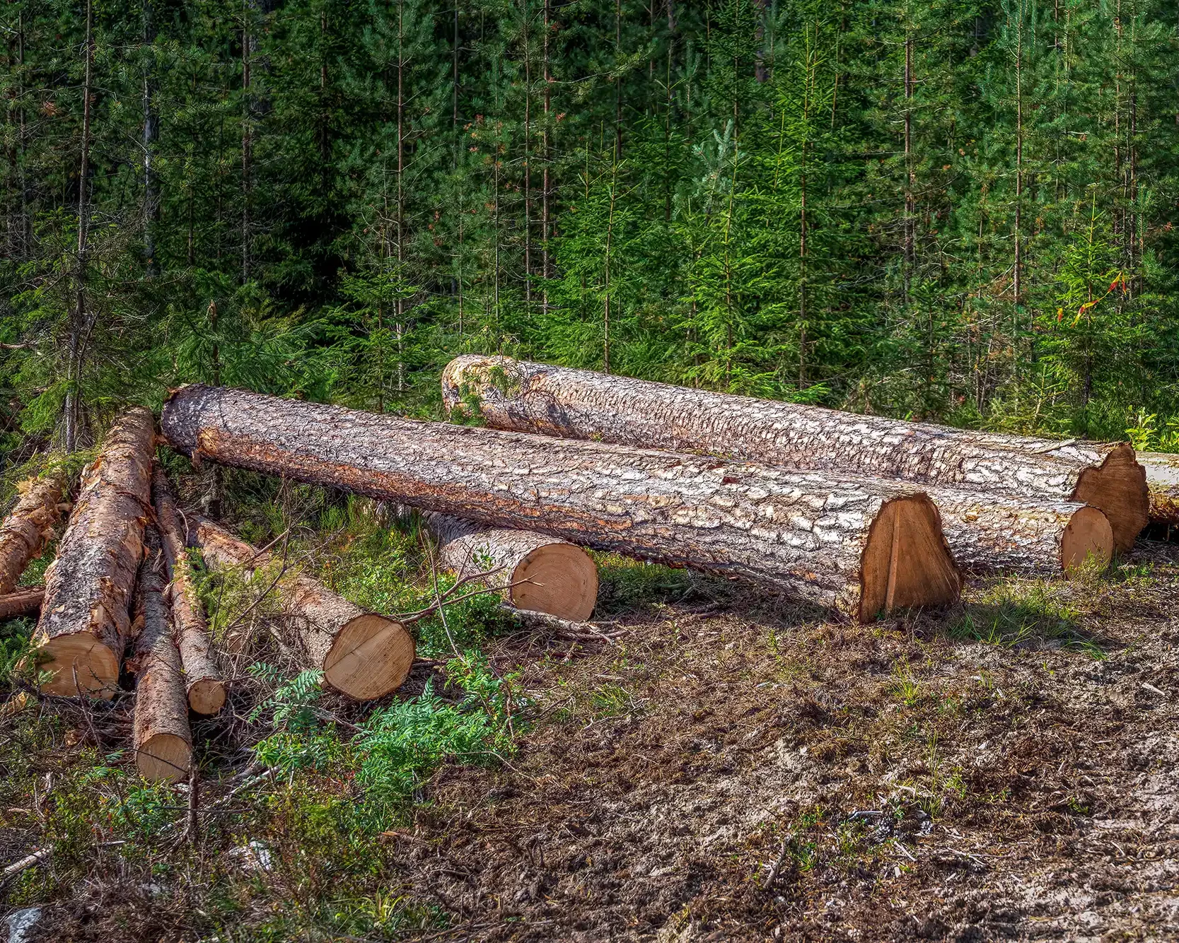 Stablede tømmerstokker ligger på bakken i en skog, omgitt av grønne trær og vegetasjon.